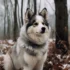 Pomsky Shiba Inu Mix: Understanding This Unique Hybrid