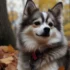 The Pomsky Patch: A Guide to Finding Your Perfect Pomsky Companion