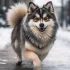 Pomsky Chon: Understanding the Mix of Pomeranian and Bichon Frise