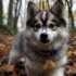 Teacup Pomsky Puppies For Sale: Find Your Perfect Companion