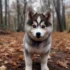 Black Pomsky With Blue Eyes: The Perfect Companion For A Stunning Look