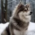 11 Week Old Pomsky Puppy Care Guide