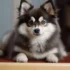 How to stop your Pomsky from getting distracted by a squirrel? 