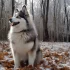 11 Weeks Old AKC Purebred Pomsky: What You Need to Know