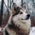 The Ultimate Guide to Raising a Healthy and Happy Pomsky in 12 Weeks