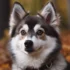FAQs about What is a Pomsky Dog