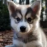 Feeding your Pomsky