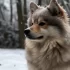 1st Generation Pomskies: Understanding the Characteristics and Traits
