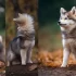 1on1 Pomskies Reviews: What You Need to Know Before Getting a Pomsky Puppy