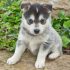 Major Problems you will face when you have a Pomsky