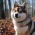 Getting a Pomsky Puppy: Things to Consider Before Bringing Home Your New Furry Friend
