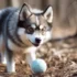 FAQs about Puppy Pomsky