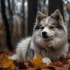 FAQs about Big Pomsky
