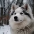 Where to Find a 25 lb Pomsky: Understanding the Size and Appearance of this Adorable Breed