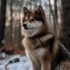 5 Tips For Raising A Happy And Healthy Red Pomsky Puppy