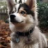 Yuki Pomsky: A Guide to Understanding the Personality Traits of this Adorable Pomsky
