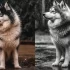 Find Your Perfect 25/75 Pomsky for Sale: Tips and Tricks