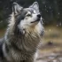 27 75 Pomski: Everything You Need to Know About This Adorable Pomsky Mix