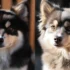 FAQs about Pomsky Puppy