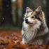 Find Your Perfect Companion: 2nd Generation Pomsky Puppies Available Now
