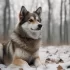 Find Your Perfect Companion: 2nd Generation Pomsky Puppies Available Now