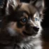 How to select a Halloween Costume for the Pomsky