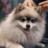 FAQs about Pomsky for Adoption