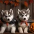 FAQs about Pomskies