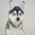 The Importance of Pomsky Grooming