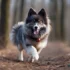 FAQs about Pomsky Puppies for Adoption