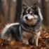 Pomsky Puppies For Sale In California: Find Your Perfect Furry Companion!