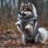 3rd Generation Pomskies for Sale: Find Your Perfect Companion Today