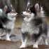 Where to Find a 450 Dollar Pomsky: The Pros and Cons of Buying a Cheap Pomsky