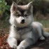 FAQs about Pomsky Full Grown Size