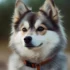The Pomsky Full Grown (2023)