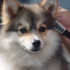 How to pay for Pomsky emergencies