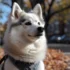 4-Month-Old Pomsky Puppy: Size, Appearance, and Exercise Needs