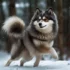 Are Pomskies Good Family Dogs: Understanding Their Temperament And Personality