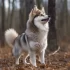 Expert Advice on Buying a Pomsky: Things to Consider Before Getting this Adorable Mix