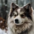 Adult Reverse Mask Pomskies: The Unique Traits and Characteristics