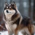 Anchorage Pomskies: A Guide to the Adorable and Hypoallergenic Pomeranian Husky Mix