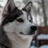 25 Pound Pomsky: Is This Size Normal For The Breed?