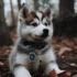 White Pomsky Puppies: What You Need to Know