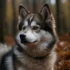 Cute Pomsky Puppies: Everything You Need To Know About This Adorable Designer Breed