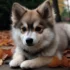 5 Month Old Pomsky: Size and Appearance Guide