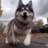 Filhotes de Pomsky: Tudo sobre a raça mais fofa