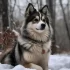 Get 50% Off on Adorable Pomskies – Limited Time Offer