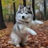 Get 50% Off on Adorable Pomskies – Limited Time Offer