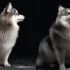 50/50 Pomsky: Understanding the Size and Appearance of this Designer Breed