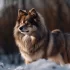 Understanding the 75/25, 25/75, and 50/50 Pomsky Mixes: Size, Appearance, and Temperament